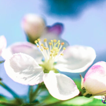 Biodiversité - Fleur de pommier