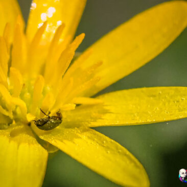 Biodiversité - Fleur de souci des marais