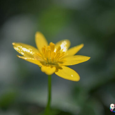 Biodiversité - Fleur de souci des Marais