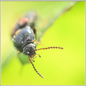 Article - Macro photographie d'un insecte